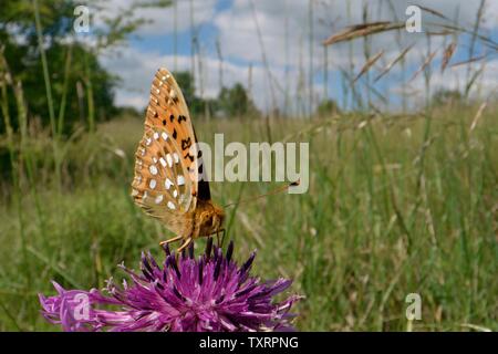 Dark green fritillary (Argynnis aglaja papillon) se nourrissent d'une grande fleur de centaurée (Centaurea scabiosa) dans une prairie prairie de craie, Wiltshire, Royaume-Uni Banque D'Images