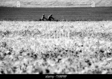 Pavot Rouge commun, champ de maïs, près de Oberweser Weser, Hautes terres, Thuringe, Hesse, Allemagne Banque D'Images