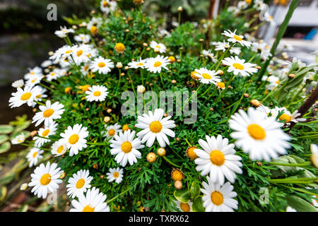 Quartier calme de Kyoto au printemps avec de nombreuses fleurs daisy blanc le long du canal de la rivière Takase en avril au Japon Banque D'Images