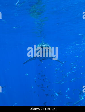 Un grand Blanc est observé au cours des études de recherche comportementale menée sur les Grands requins blancs au large de l'île Guadalupe, Mexique le 15 septembre 2008. Club Cantamar, principalement un tour operator a étendu en effectuant une recherche coordonnée avec l'Isla Guadalupe Conservation pour protéger les espèces de requins tout en offrant aux touristes au Mexique la capacité de respecter également les requins durant leur migration dans la région. L'agence de conservation fait part de ses constatations au Gouvernement mexicain qui conserve son autorité sur l'octroi de cette activité. (Photo d'UPI/Joe Marino) Banque D'Images