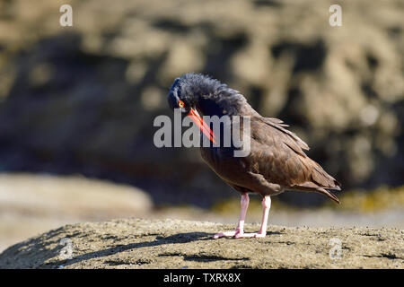 Un huîtrier Haematopus bachmani (rivage) le lissage des plumes sur une plage rocheuse de l'île de Vancouver en Colombie-Britannique, Canada. Banque D'Images