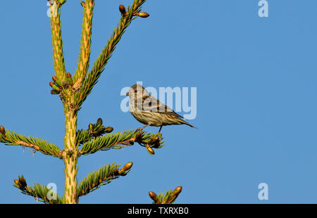 Une image horizontale d'un Tarin des pins Carduelis pinus oiseaux '', perché sur une branche d'arbre épinette contre un fond de ciel bleu. Banque D'Images