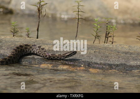 Massasauga (Sistrurus catenatus catenatus) de l'Ontario, Canada Banque D'Images