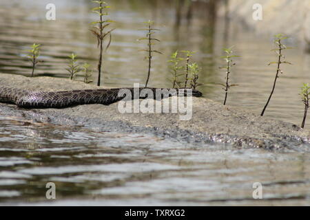 Massasauga (Sistrurus catenatus catenatus) de l'Ontario, Canada Banque D'Images