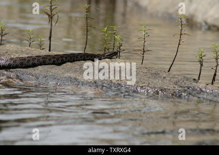 Massasauga (Sistrurus catenatus catenatus) de l'Ontario, Canada Banque D'Images