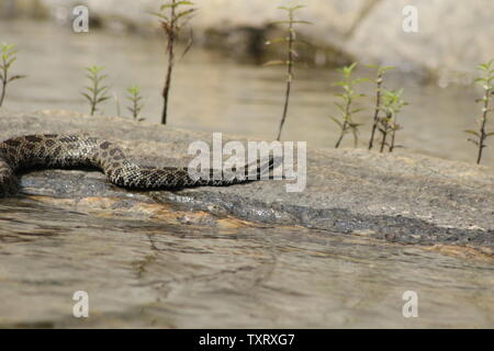 Massasauga (Sistrurus catenatus catenatus) de l'Ontario, Canada Banque D'Images