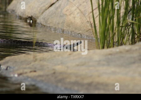 Massasauga (Sistrurus catenatus catenatus) de l'Ontario, Canada Banque D'Images