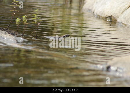 Massasauga (Sistrurus catenatus catenatus) de l'Ontario, Canada Banque D'Images