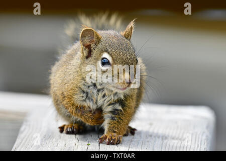 Un jeune Écureuil roux Tamiasciurus hudsonicus', 'la marche de l'avant sur une balustrade de bois dans la région de Hinton, Alberta, Canada. Banque D'Images