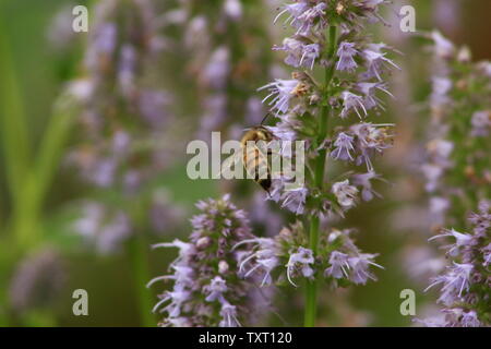 Seulement rarement vu - petit début bumblebee la collecte du pollen sur une géante bleue de l'hysope Banque D'Images