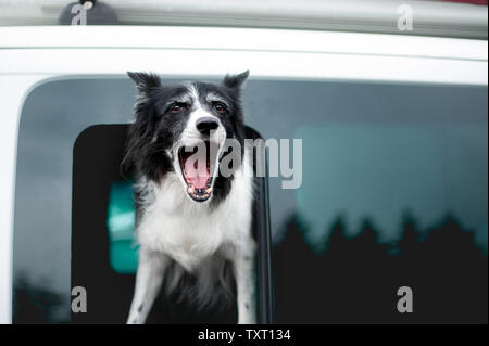 Chien qui aboie à partir de la fenêtre de voiture. Vieux Border Collie noir et blanc en regardant par la fenêtre. Banque D'Images