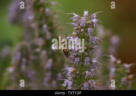 Seulement rarement vu - petit début bumblebee la collecte du pollen sur une géante bleue de l'hysope Banque D'Images