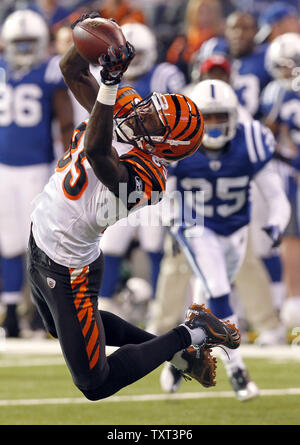 Cincinnati Bengals le receveur Chad Ochocinco (85) fait une 19- Cour prendre contre les Indianapolis Colts au cours du deuxième trimestre à Lucas Oil Field à Indianapolis le 14 novembre 2010. UPI /Mark Cowan Banque D'Images