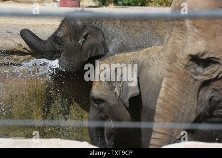 Madrid, Madrid, Espagne. 25 Juin, 2019. Un jeune éléphant asiatique refroidit dans l'eau à leur boîtier dans le zoo de Madrid, où des températures élevées jusqu'à 36Âº degrés Celsius au cours de l'après-midi.Espagne AEMET Agence de la météo a dit que la première vague de chaleur de cet été devrait frapper l'Espagne demain mercredi, 26 juin 2019, avec des températures dépassant 40 ÂºC dans de nombreux domaines de l'Espagne à l'intérieur des terres. Villes espagnoles comme Saragosse et LogroÃ±o verra la hausse du mercure, le vendredi à 45C et 44C, respectivement. Credit : Jorge Sanz SOPA/Images/ZUMA/Alamy Fil Live News Banque D'Images