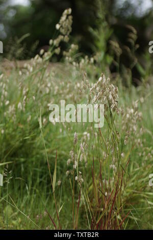 Briza media autrement connu comme moindre quaking grass, vache-quake, didder, tramage-grass, cuscute-herbe, doddering dillies, doddle-herbe, séismes, j Banque D'Images