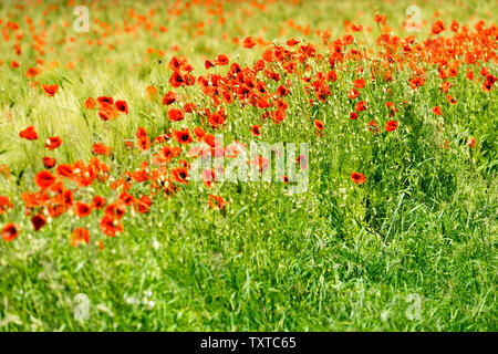 Pavot Rouge commun, champ de maïs, près de Oberweser Weser, Hautes terres, Thuringe, Hesse, Allemagne Banque D'Images