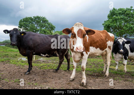 Les vaches à lait en attente sur une ferme laitière en milieu rural Leicestershire, Angleterre Royaume-uni Banque D'Images