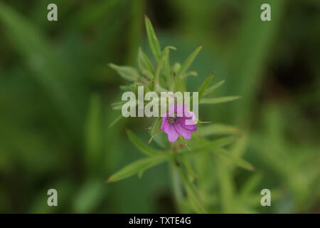 Geranium dissectum Banque D'Images