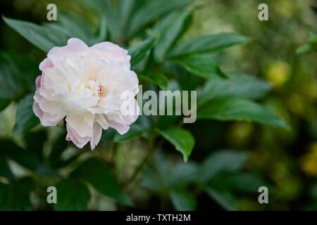 La pivoine 'Shirley Temple' Paeonia lactiflora Banque D'Images