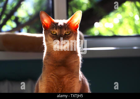 Le portrait d'un chat mâle Abyssin Banque D'Images