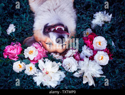 Beau chiot d'un corgi chien se trouve sur un pré vert entouré d'une pelouse et fleurs de pivoines parfumées rose et blanc et le lac d'ouverture heureusement Banque D'Images