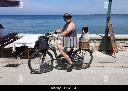 Les animaux de compagnie en vacances Man riding bicycle with dog in panier Porec, Croatie Banque D'Images