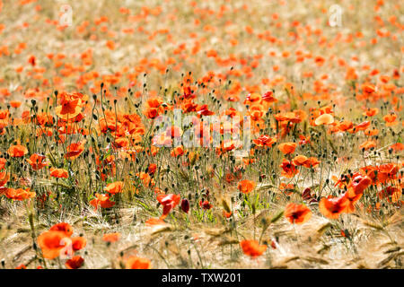 Pavot Rouge commun, champ de maïs, près de Oberweser Weser, Hautes terres, Thuringe, Hesse, Allemagne Banque D'Images