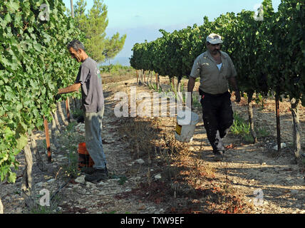 Cabernet sauvignon sélection des Palestiniens pendant la récolte, août 31,2010, dans l'un des vignobles de la région de Gush Etzion israéliennes en Cisjordanie. Vineries-boutiques dans les colonies israéliennes sont une tendance croissante pour la production du vin et du tourisme en Cisjordanie. UPI/Debbie Hill Banque D'Images