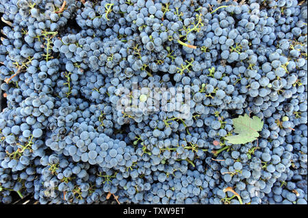 Un close-up de cabernet sauvignon vendanges pendant la récolte, août 31,2010, dans l'un des vignobles de la région de Gush Etzion israéliennes en Cisjordanie. Vineries-boutiques dans les colonies israéliennes sont une tendance croissante pour la production du vin et du tourisme en Cisjordanie. UPI/Debbie Hill Banque D'Images