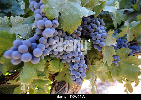 Des grappes de cabernet sauvignon accrocher sur la vigne pendant la récolte, le 31 août 2010, dans l'un des vignobles de la région de Gush Etzion israéliennes en Cisjordanie. Vineries-boutiques dans les colonies israéliennes sont une tendance croissante pour la production du vin et du tourisme en Cisjordanie. UPI/Debbie Hill Banque D'Images