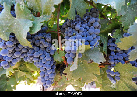 Des grappes de cabernet sauvignon accrocher sur la vigne pendant la récolte, le 31 août 2010, dans l'un des vignobles de la région de Gush Etzion israéliennes en Cisjordanie. Vineries-boutiques dans les colonies israéliennes sont une tendance croissante pour la production du vin et du tourisme en Cisjordanie. UPI/Debbie Hill Banque D'Images