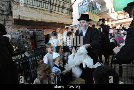 Juifs ultra-orthodoxes un homme porte des poulets pour les Kaparot cérémonie dans la Mea Shearim à Jérusalem voisin, le 5 octobre 2011. Le rituel juif transferts symboliquement les péchés de l'année dernière pour le poulet, et s'effectue avant Yom Kippour, le Jour du Grand Pardon, le jour le plus saint du calendrier juif. UPI/Debbie Hill Banque D'Images