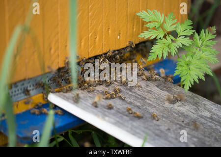 Ruche, les abeilles dans la ruche. L'apiculture et la récolte du miel Banque D'Images