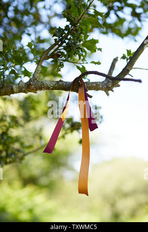 Le rouge et jaune ruban noué dans les branches d'un arbre pour s'identifier la voie à suivre Banque D'Images