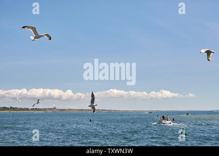 Un petit bateau tête dans la Manche suivi par les mouettes, sur une chaude journée d'été Banque D'Images