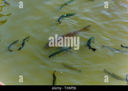 Gros poisson carpe entouré par le troupeau de poissons d'eau douce Truite flotteurs à l'agriculteur en étang. Au nord de Tenerife, Îles Canaries. Banque D'Images