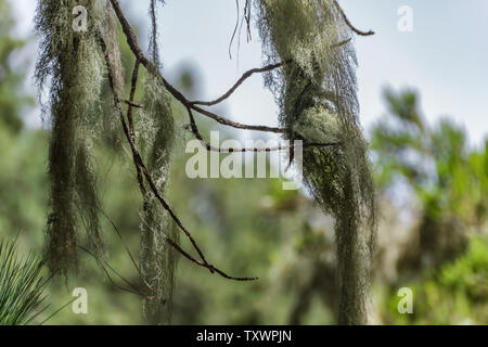 De longs cheveux d'Usnea barbata de lichen vieille branches sèches de pin des Canaries. Close up, arrière-plan flou. Focus sélectif. Vieille forêt de pins. Banque D'Images