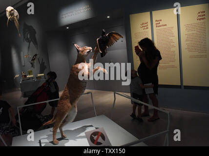 Les visiteurs regarder les animaux en peluche à l'écran dans le nouveau Steinhardt, Musée d'histoire naturelle à l'Université de Tel Aviv, Tel Aviv, Israël, le 10 juillet 2018. La collection du musée national d'Israël inclut natural history collection, qui contient plus de cinq millions et demi de spécimens de faune et de flore qui racontent l'histoire de la biodiversité de différentes périodes en Israël et au Moyen-Orient. Photo par Debbie Hill/UPI Banque D'Images