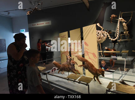 Les visiteurs regarder les animaux en peluche à l'écran dans le nouveau Steinhardt, Musée d'histoire naturelle à l'Université de Tel Aviv, Tel Aviv, Israël, le 10 juillet 2018. La collection du musée national d'Israël inclut natural history collection, qui contient plus de cinq millions et demi de spécimens de faune et de flore qui racontent l'histoire de la biodiversité de différentes périodes en Israël et au Moyen-Orient. Photo par Debbie Hill/UPI Banque D'Images