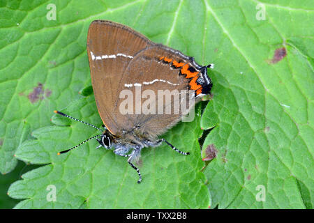 White-Letter papillon porte-queue, Cheshire, Royaume-Uni Banque D'Images