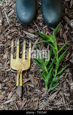 Vue sur le dessus aménagement plat de plantes succulentes et d'équipements de jardinage tolérant la sécheresse regroupés et mis sur des copeaux de bois dans le jardin. Banque D'Images