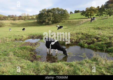 Vache dans l'étang Banque D'Images