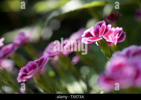 Dianthus barbatus, Sweet William Banque D'Images