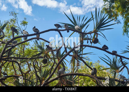 Le fruit du palmier Pigeon dans l'arbre dans le jardin municipal de Funchal, Madeira, Portugal, Union européenne Banque D'Images