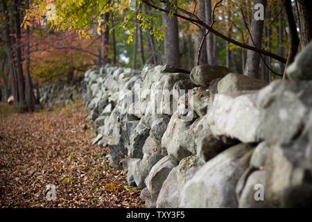 Photo de feuilles, d'arbres et de grosses pierres tombés dans un parrest à l'automne Banque D'Images