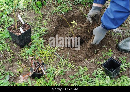 La plantation d'arbustes fruitiers. L'homme a les mains blueberrie plantation dans un jardin. Banque D'Images