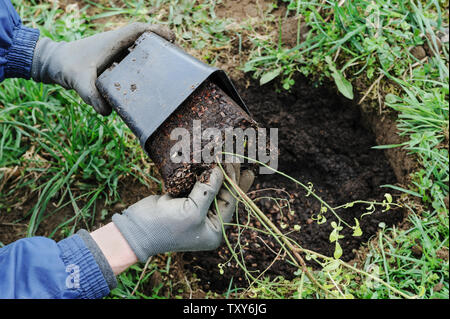 La plantation d'arbustes fruitiers. L'homme a les mains tenant les bleuets bush dans une boîte en plastique. Banque D'Images