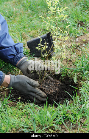 La plantation d'arbustes fruitiers. L'homme a les mains blueberrie plantation dans un jardin. Banque D'Images