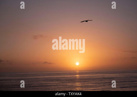 Oiseaux en vol au-dessus de l'Océan Pacifique Banque D'Images