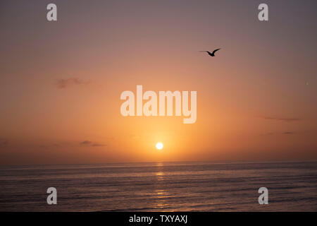 Oiseaux en vol au-dessus de l'Océan Pacifique Banque D'Images